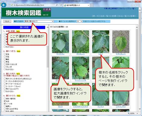 小樹木|条件から探す 「低木」 植物図鑑検索